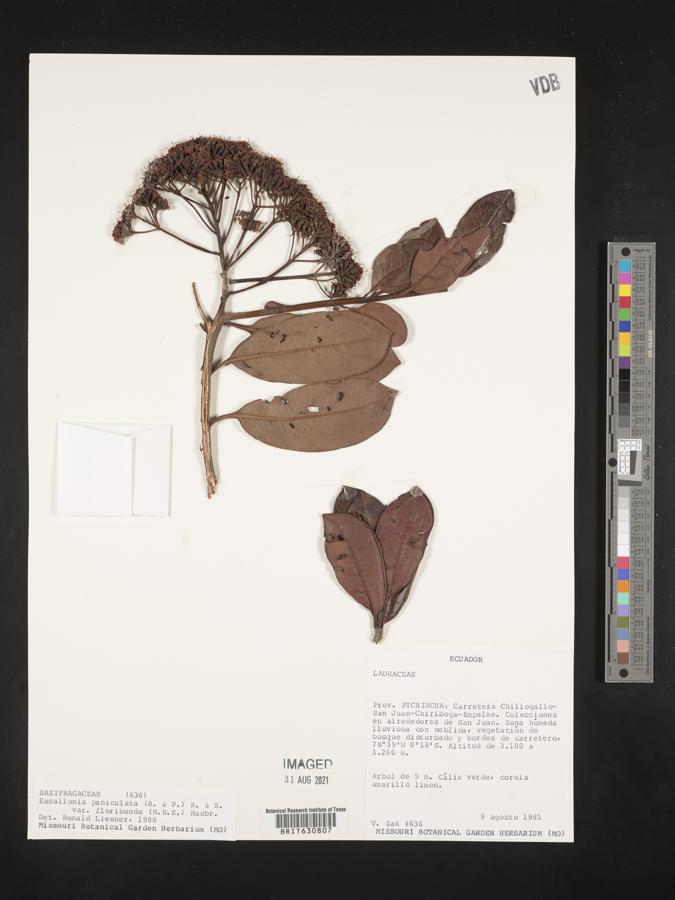 Escallonia paniculata var. floribunda image