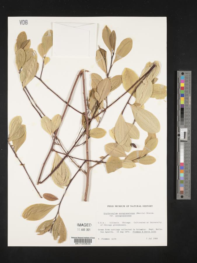 Erythroxylum novogranatense var. novogranatense image