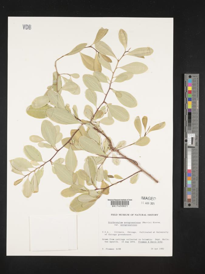 Erythroxylum novogranatense image