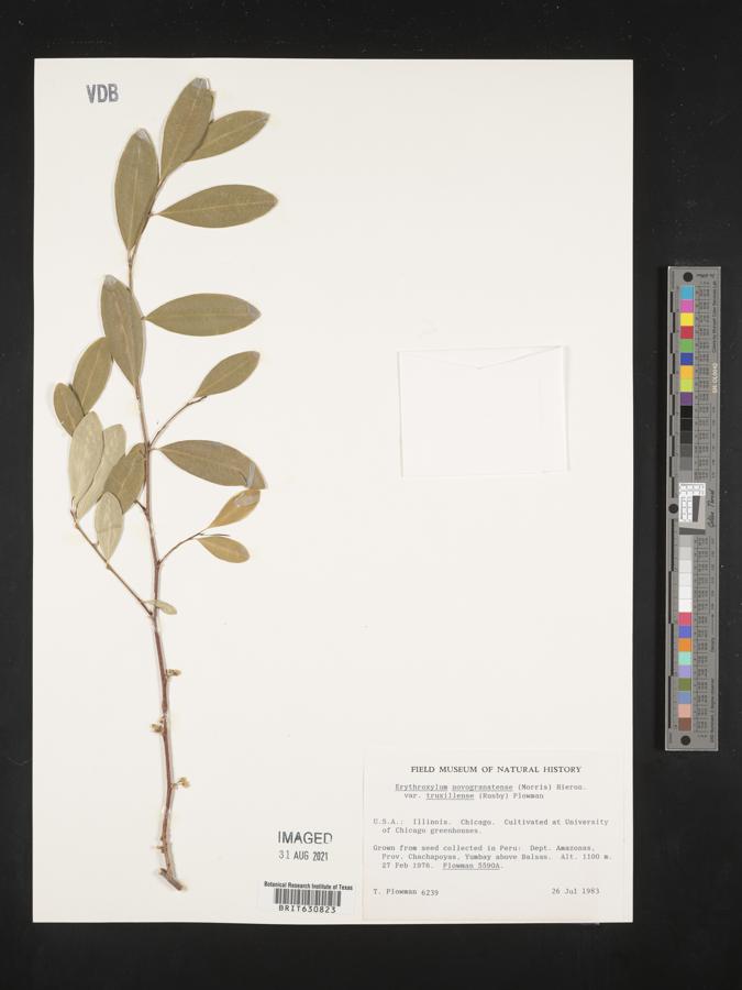 Erythroxylum novogranatense var. truxillense image