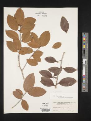 Erythroxylum passerinum image