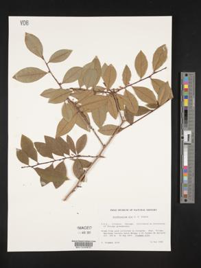 Erythroxylum ulei image