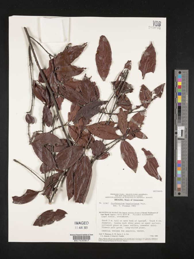 Erythroxylum kapplerianum image