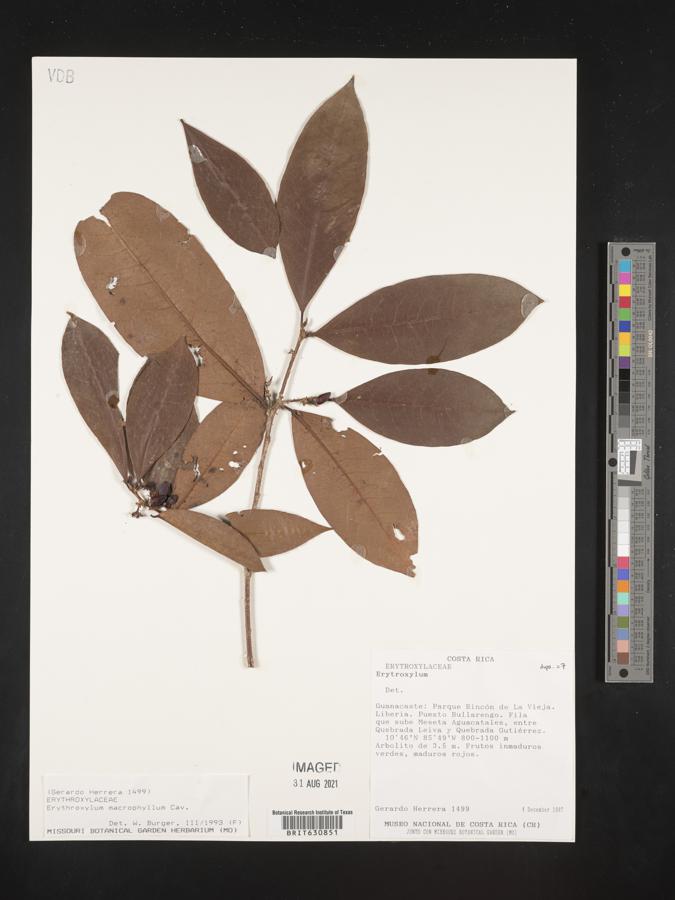 Erythroxylum macrophyllum image