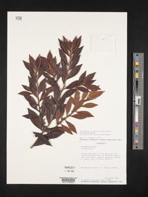 Erythroxylum mucronatum image