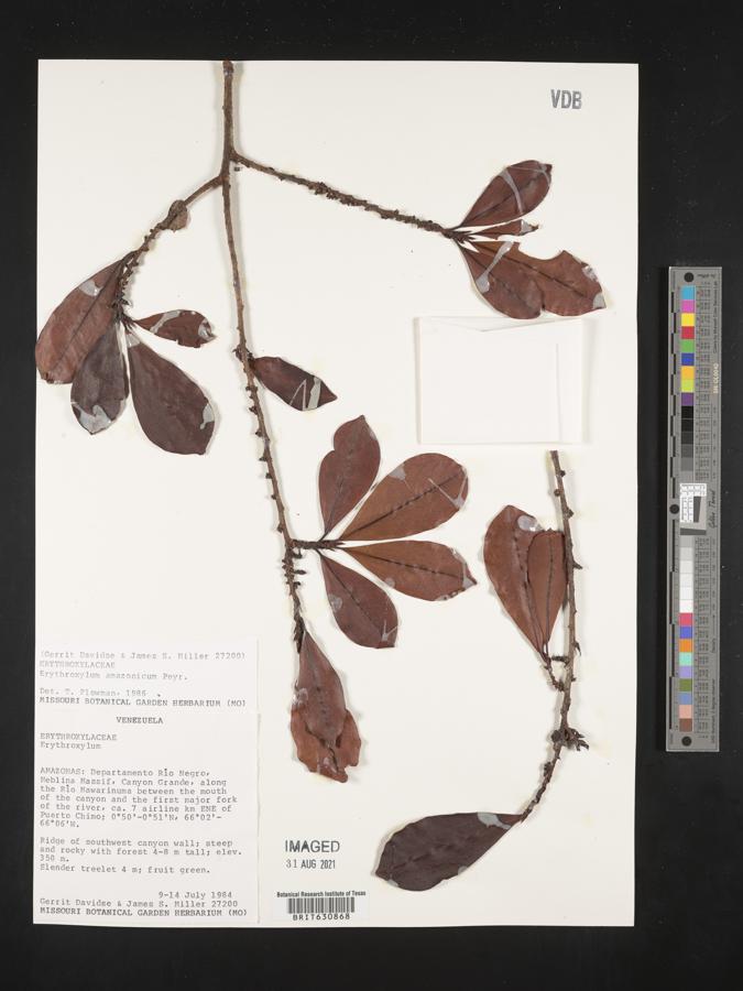 Erythroxylum amazonicum image