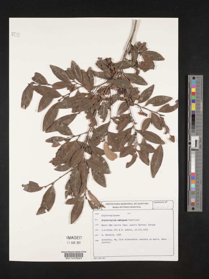 Erythroxylum ambiguum image