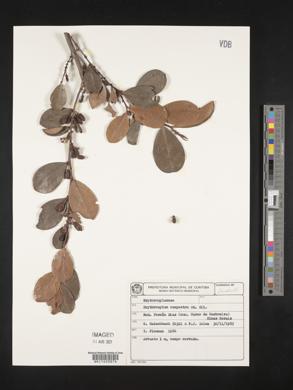 Erythroxylum campestre image