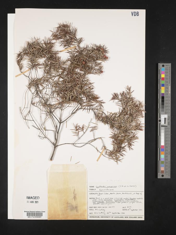 Leucopogon juniperinus image