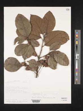 Image of Sloanea rugosa