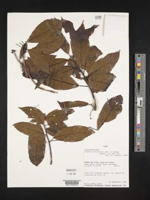 Sloanea terniflora image