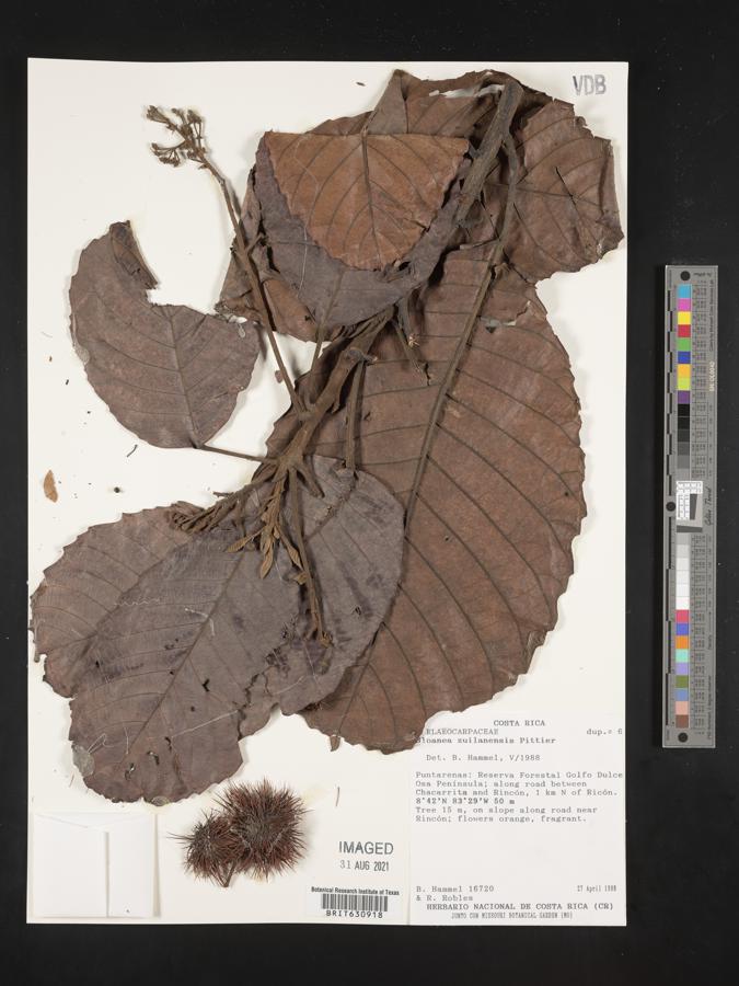 Sloanea zuliaensis image