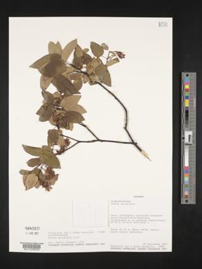 Vallea stipularis image