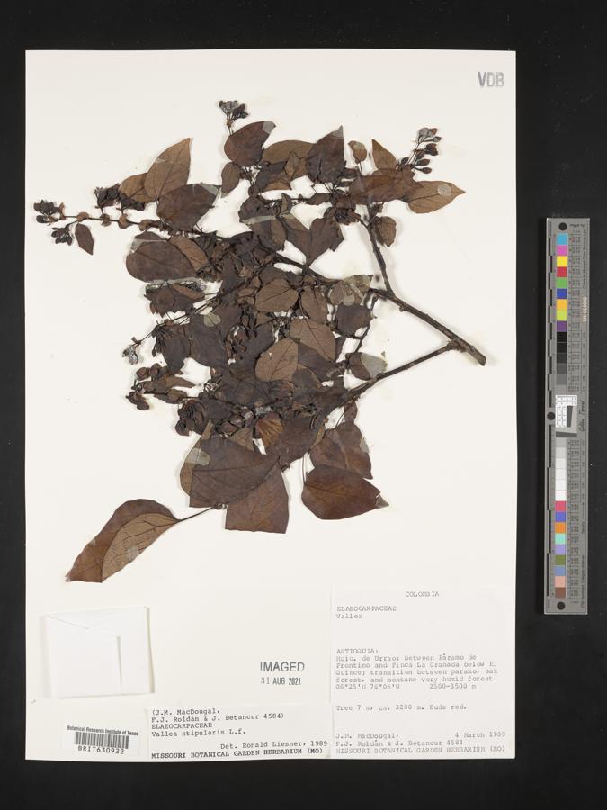 Vallea stipularis image
