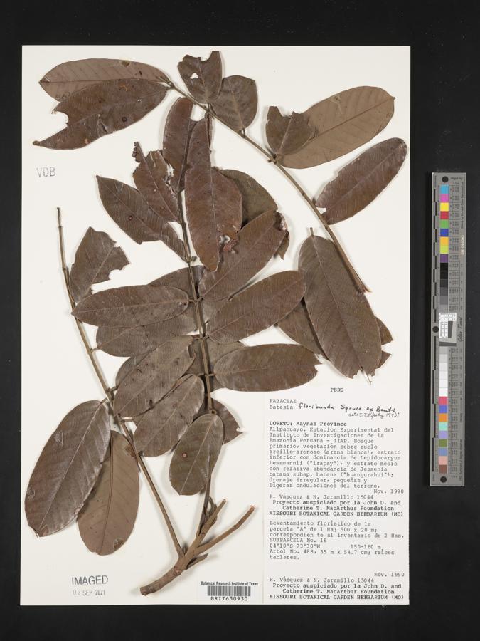 Batesia floribunda image