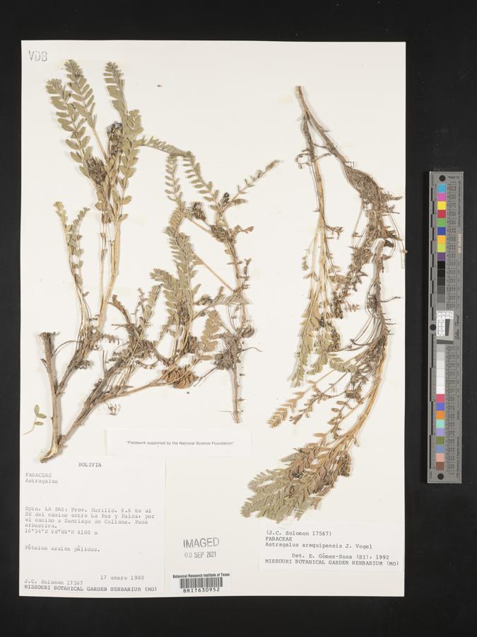 Astragalus arequipensis image