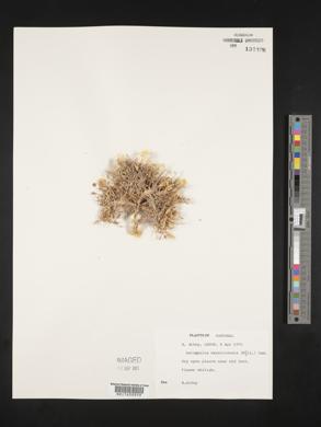 Astragalus tragacantha image