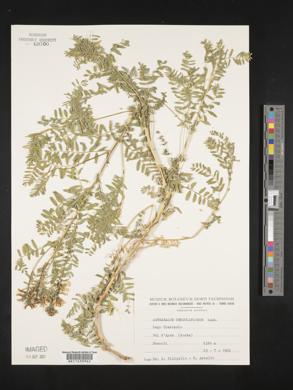 Astragalus penduliflorus image