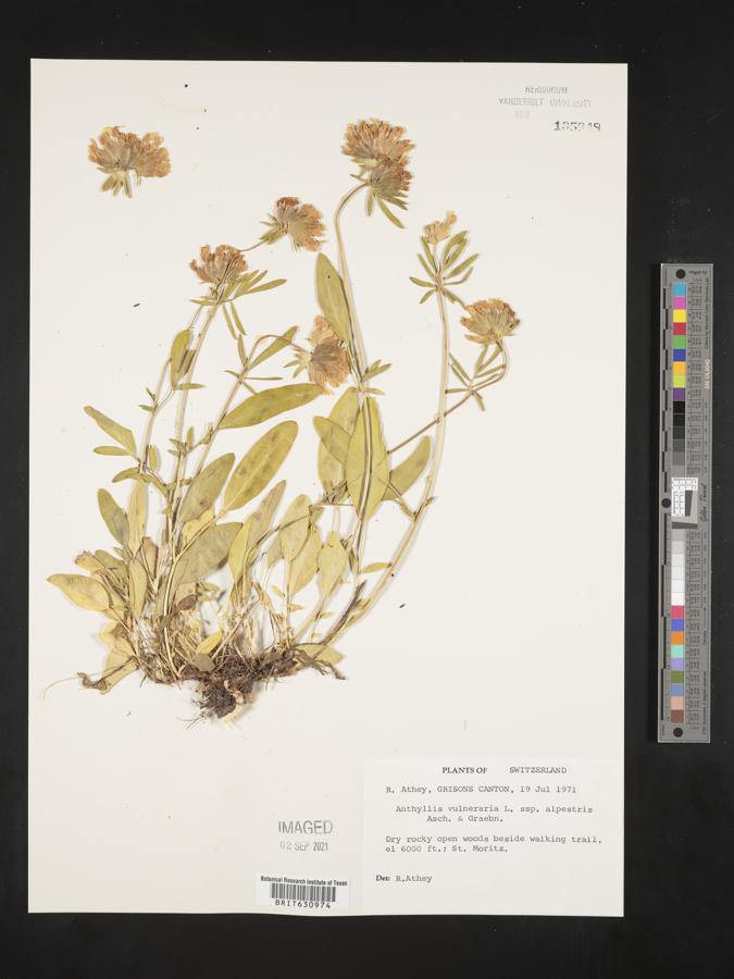 Anthyllis vulneraria subsp. alpestris image