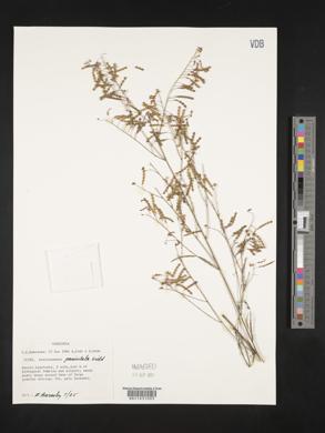 Aeschynomene paniculata image