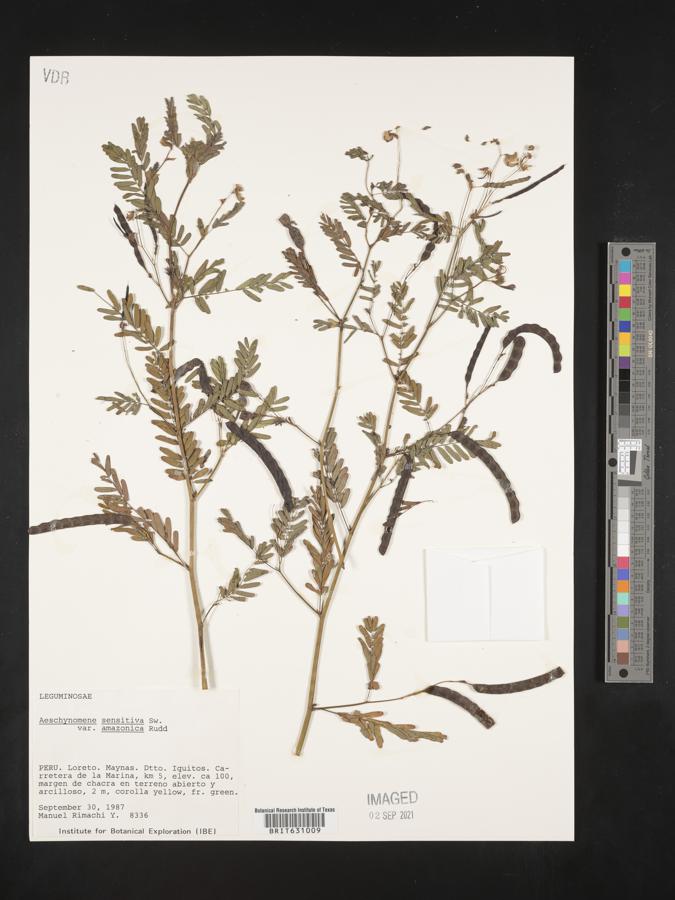 Aeschynomene sensitiva var. amazonica image