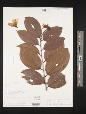 Bauhinia beguinotii image