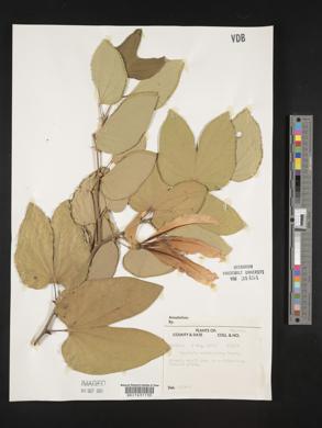 Bauhinia corniculata image