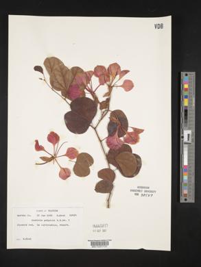 Bauhinia galpinii image