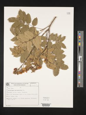 Cenostigma macrophyllum image