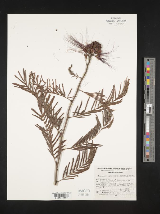 Calliandra grandiflora image