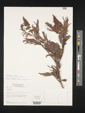 Calliandra calothyrsus image