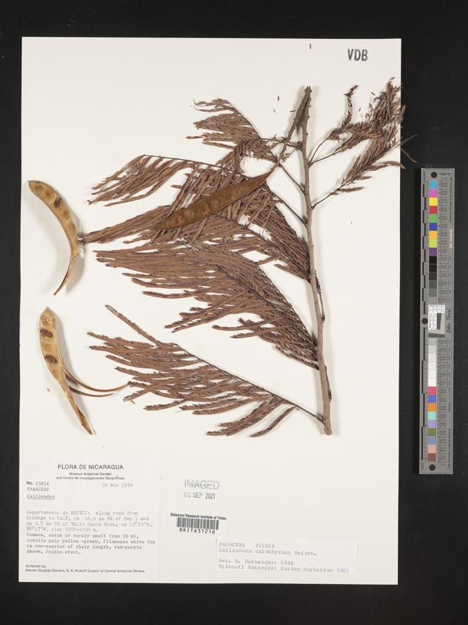 Calliandra calothyrsus image