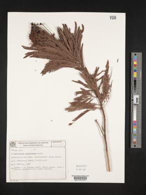 Image of Calliandra fasciculata