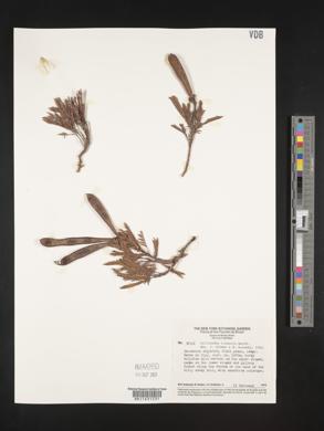 Image of Calliandra linearis