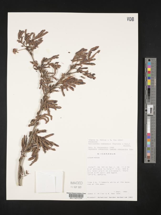 Calliandra rubescens image