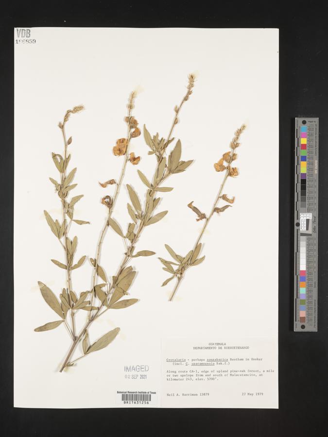 Crotalaria trichotoma image