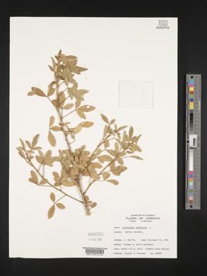 Crotalaria lotifolia image