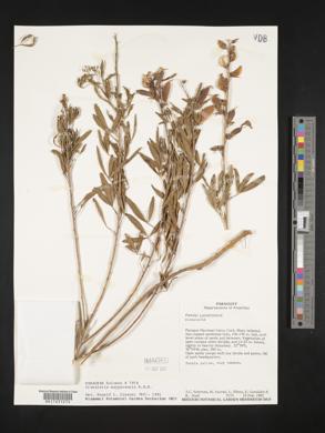 Crotalaria maypurensis image