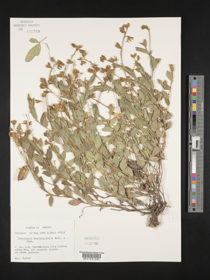 Crotalaria bupleurifolia image