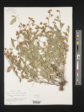 Crotalaria bupleurifolia image