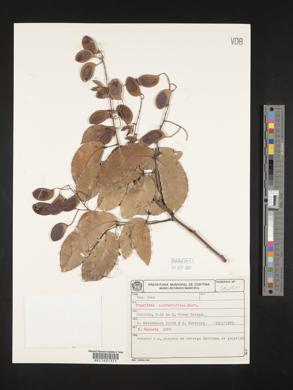Image of Peltogyne pauciflora