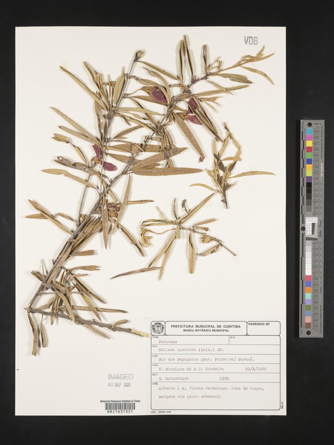 Collaea speciosa image