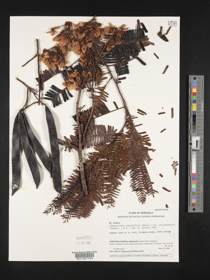 Chamaecrista adiantifolia var. pteridophylla image