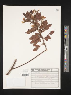Chamaecrista urophyllidia image