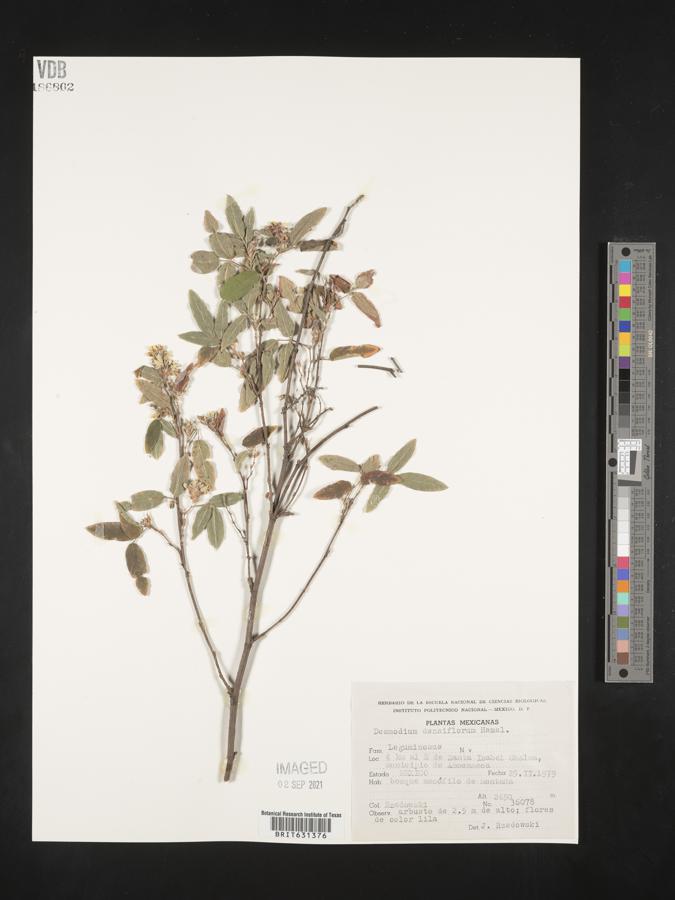 Desmodium densiflorum image