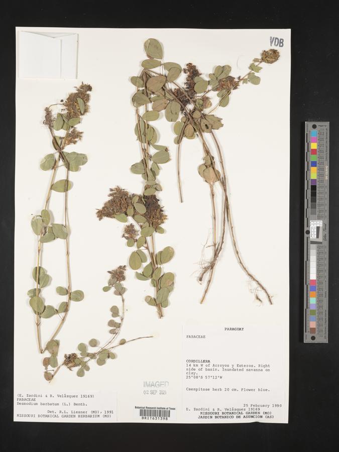 Desmodium barbatum image