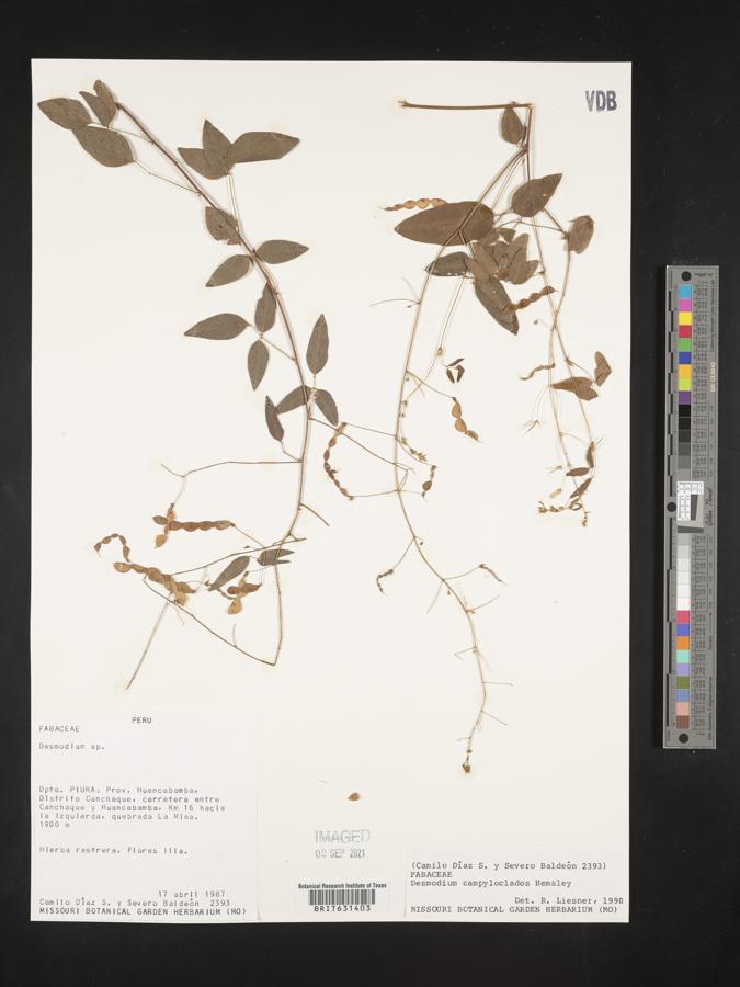 Desmodium campyloclados image