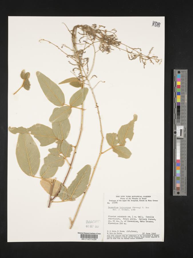 Desmodium leiocarpum image