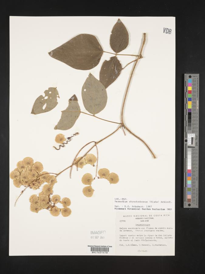 Desmodium rhynchodesmum image