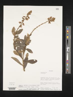 Crotalaria nitens image